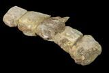Five Articulated Mosasaur (Platecarpus) Caudal Vertebrae - Kansas #136435-2